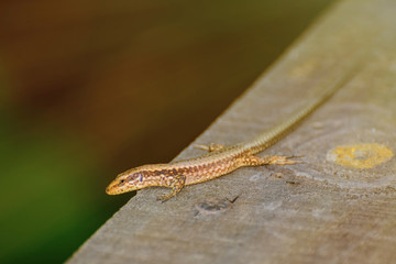 Lizard on The Wooden Plank