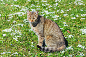 Cat on the Field