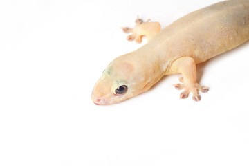 house gecko on white background
