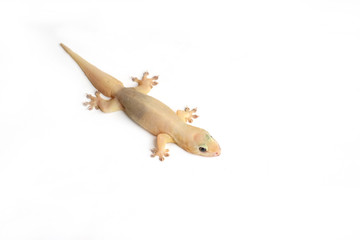 Fototapeta premium house gecko on white background