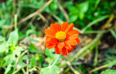 orange flower and blurred background