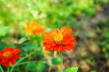 orange flower and blurred background