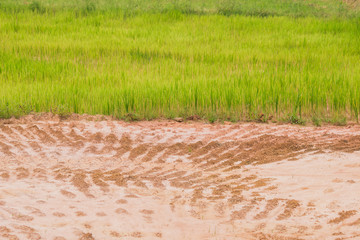 rice plant in paddy field