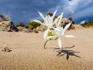 Crédence de cuisine en verre imprimé  Plage d'Elafonissi, Crète, Grèce Beautiful sea lilies, growing directly on the sand. Beach Elafonisi. South Crete. Greece