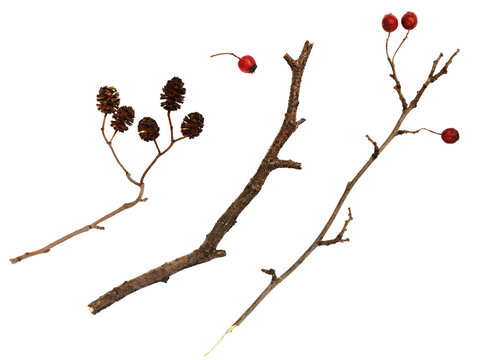 Dry Twigs  With Berries And Cones