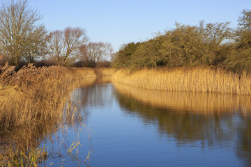 Fototapeta na wymiar winter wetlands