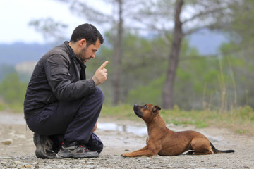 man and a staffordshire bull terrier down