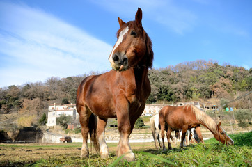 Horse in the tall grass in the summer