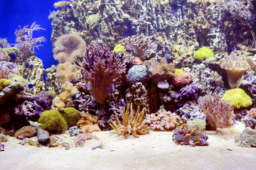 Plakat Мягкие и роговые морские кораллы