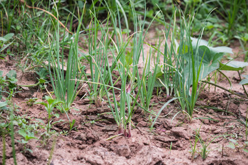 onion plant in garden