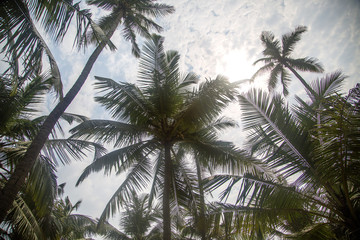 Fototapeta na wymiar Palm tree in Agonda, Goa, India