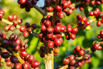 Coffee beans ripening on tree in North of thailand