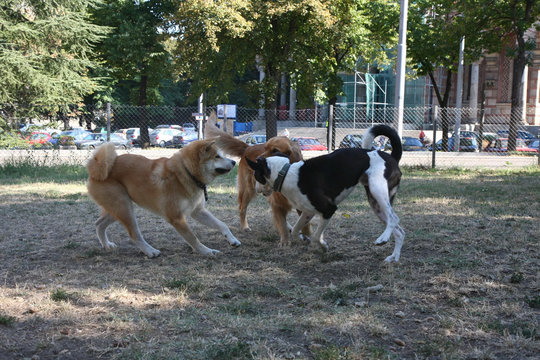 Three dogs game