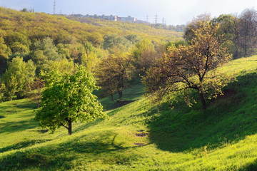 Two tree in hill