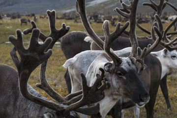 The accumulation of antlers in the herd. Yakutia. Russia.