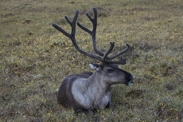 A lone reindeer lying on the tundra. Yakutia. Russia.