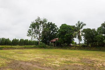 Seedlings in dried field