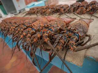 Lobster for Sale - 98737088