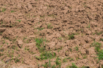 Seedlings in dried field