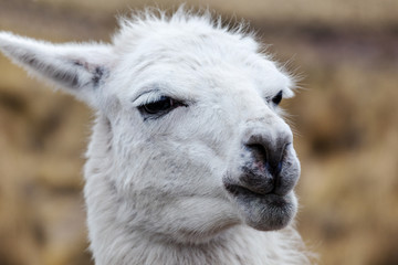 portrait of a white lama