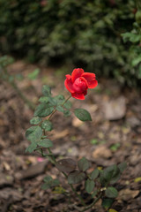 Fototapeta premium Rose Flowers