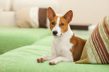 Cute basenji dog lying on the sofa