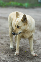 Portrait of street dog hesitate to attack