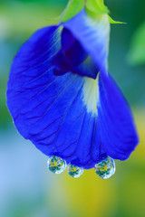 Butterfly pea flower