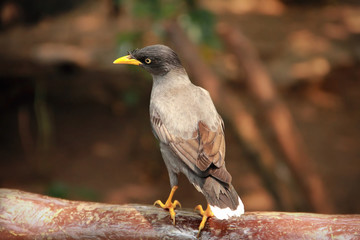 Black starling on a tree