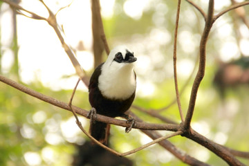 Cute tiny bird hangng on a tree