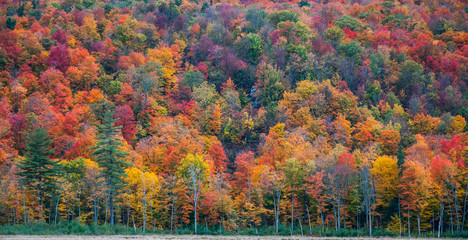Autumn color illuminates hillside forests in Ontario in late October.