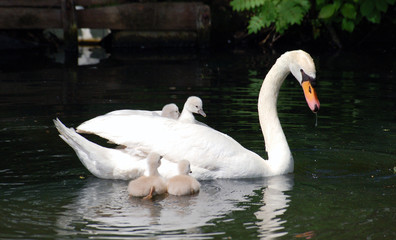 Swan family swimming in pond
