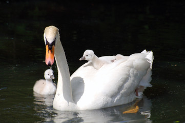 Swan family swimming in pond