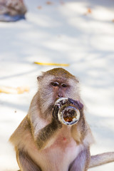 Monkey drinks Coca COla  on the beach in Thailand