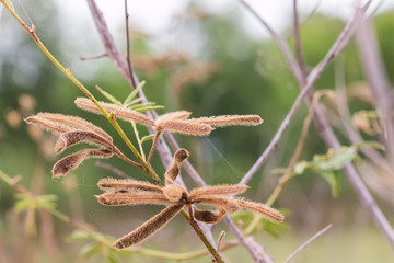 the nettels in forest