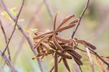 the nettels in forest