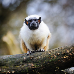 Portrait of an adult  pied tamarin