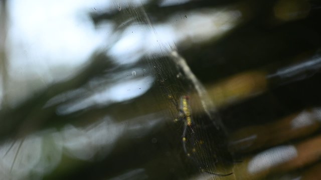 Giant Wood Spiders on web (Nephila maculate)
