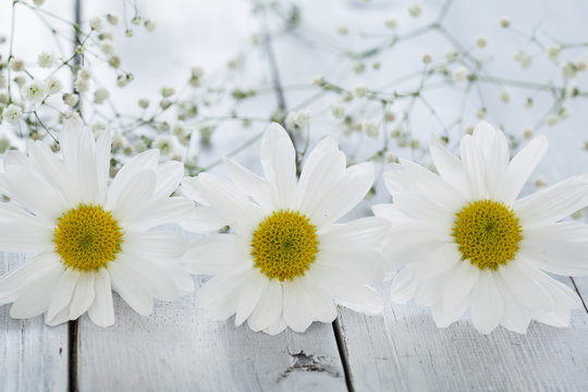 Daisy flower on wooden background