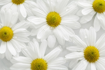 Fototapeta premium Daisy flowers on water