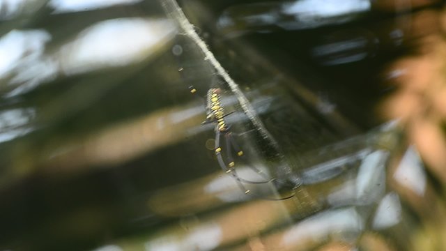 Giant Wood Spiders on web (Nephila maculate)