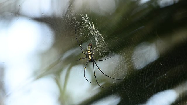 Giant Wood Spiders on web (Nephila maculate)