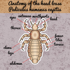 Insect anatomy. Sticker  head human louse. Pediculus humanus capitis. Sketch of louse. louse Design for coloring book. hand-drawn louse. Vector