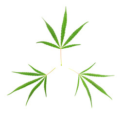 Three green cannabis leaves