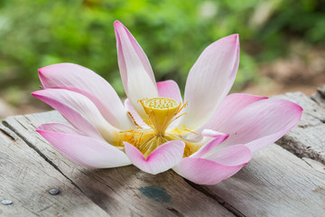 beautiful lotus