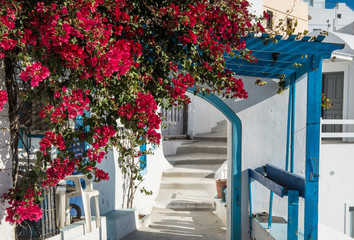 Fototapeta na wymiar Red bougainvillea blooming along a path near Fira town on the Greek island of Santorini