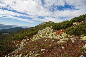 Fototapeta na wymiar Red bilberries and green pine trees in the Carpathian mountains