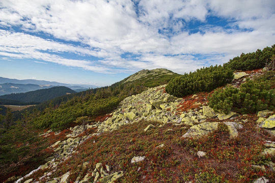 Red bilberries and green pine trees in the Carpathian mountains