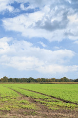 Tranquil agricultural landscape, Netherlands