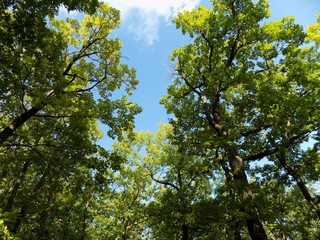 Fototapeta premium Deciduous forest